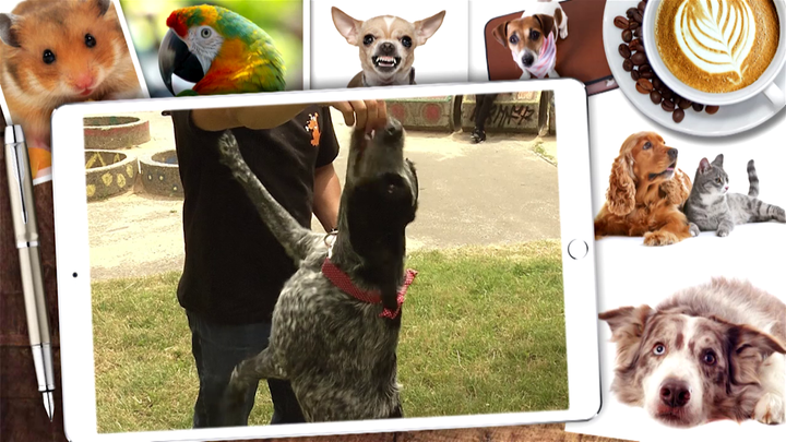 Miláčikovo - Naučte svojho psíka tancovať